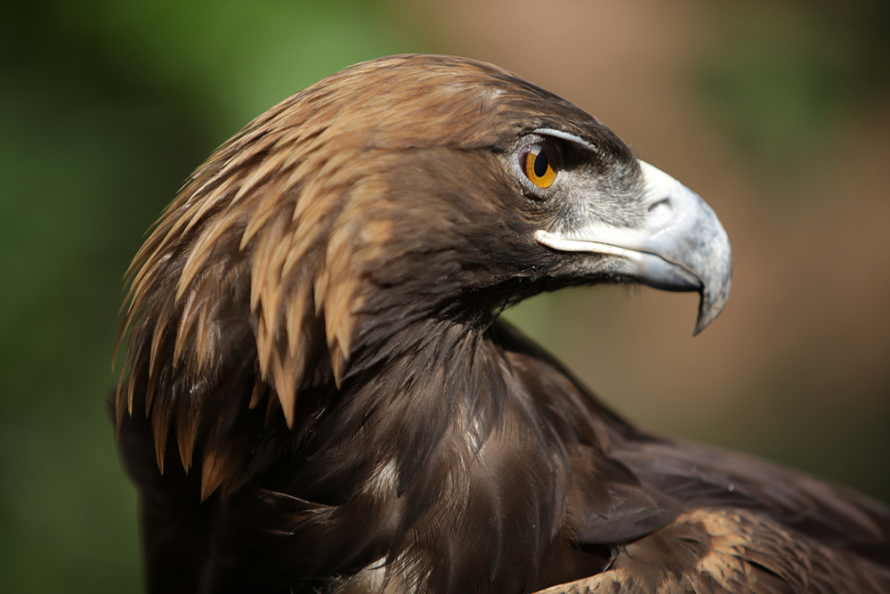 El El águila real, una especie emblemática para los mexicanos, quiere