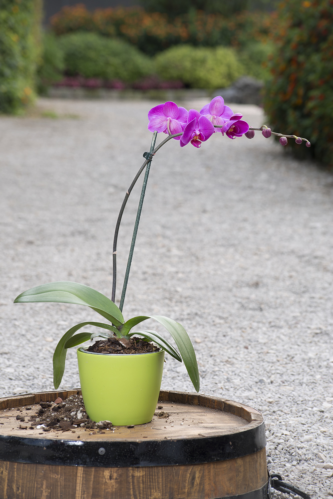 Cuidados de la orquídea: conoce todo sobre ella - Style by ShockVisual